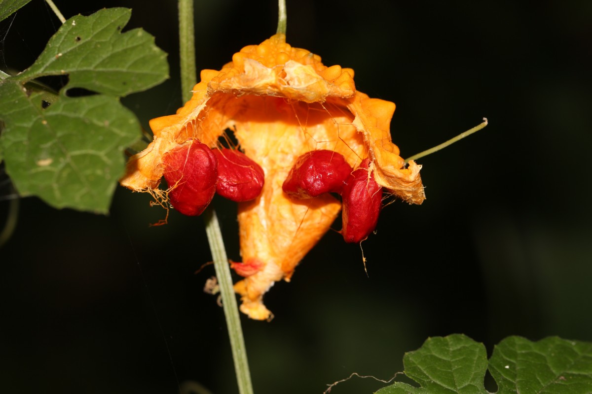 Momordica charantia L.